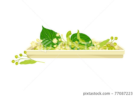 Twig of Linden or Tilia Cordata Blossom with Small Yellow Flower Clusters and Fruit Drupe Rested on Tray Vector Illustration 77087223