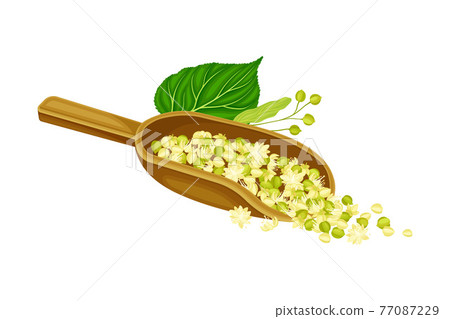 Linden or Tilia Cordata Blossom and Drupe Fruit Rested in Wooden Scoop Vector Illustration 77087229