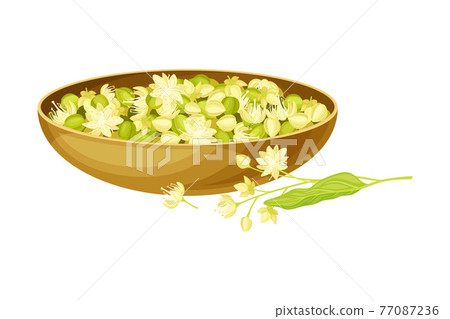 Linden or Tilia Cordata Blossom and Drupe Fruit Rested in Wooden Bowl Vector Illustration 77087236