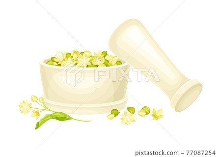 Linden or Tilia Cordata Blossom and Drupe Fruit Rested in Mortar with Pestle for Grounding Vector Illustration Linden or Tilia Cordata Blossom and Drupe Fruit Rested in Mortar with Pestle for Grounding Vector Illustration 77087254