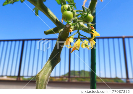 Mini Tomato Petit Tomato Mini Tomato Petit Tomato 77087255