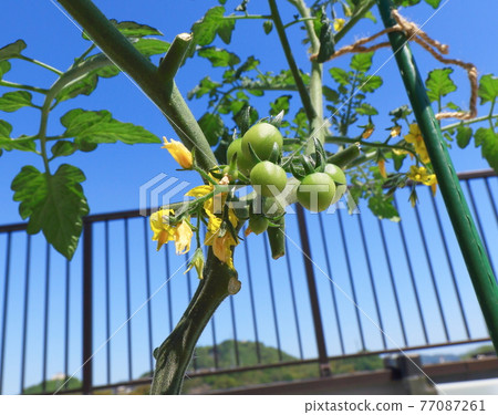Mini Tomato Petit Tomato Mini Tomato Petit Tomato 77087261