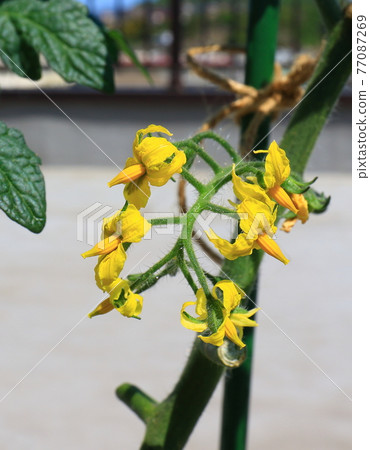 Mini Tomato Petit Tomato 77087269