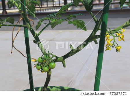 迷你番茄小番茄 77087271