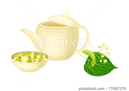 Small-leaved Linden or Tilia Cordata Blossom with Lime Tea in Teapot Vector Illustration 77087278