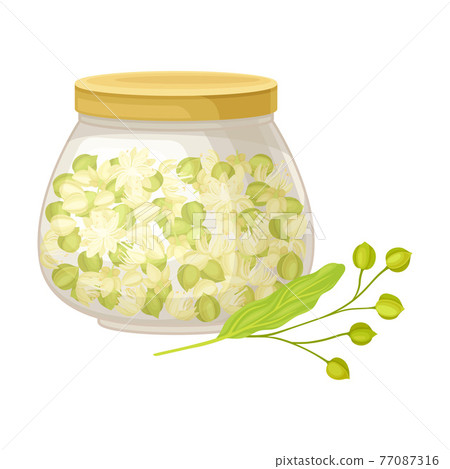 Mature Linden or Tilia Cordata Blossom and Drupe Fruit Rested in Glass Jar Vector Illustration 77087316