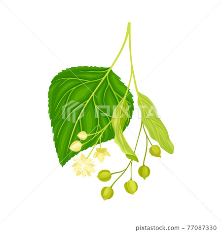 Twig of Linden or Tilia Cordata Blossom with Small Yellow Flower Clusters and Fruit Drupe Vector Illustration 77087330