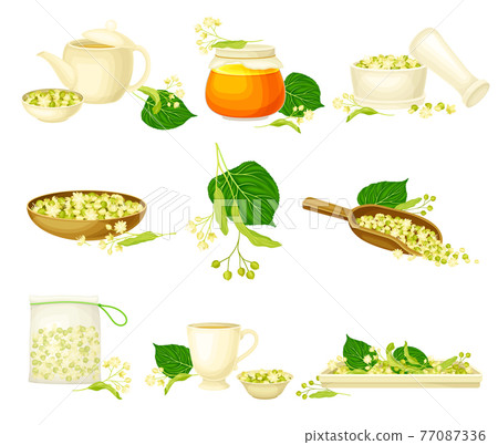 Small-leaved Linden or Tilia Cordata Blossom with Lime Tea in Teapot and Honey in Jar Vector Set 77087336