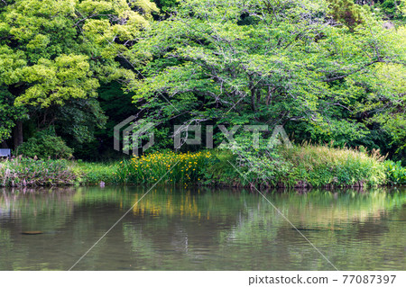 Hakenomiya Park with beautiful fresh green water Hakenomiya Park with beautiful fresh green water 77087397