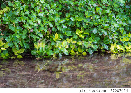 Hakenomiya Park with beautiful fresh green water Hakenomiya Park with beautiful fresh green water 77087424