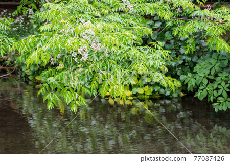 擁有美麗清新綠水的箱之宮公園 77087426