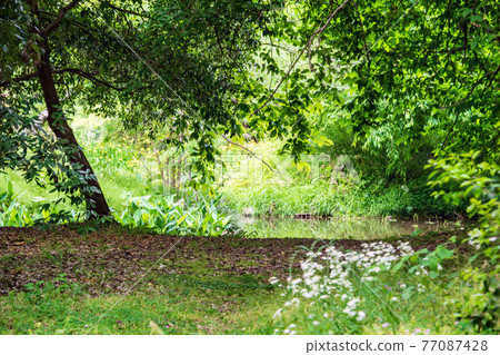 Hakenomiya Park with beautiful fresh green water 77087428
