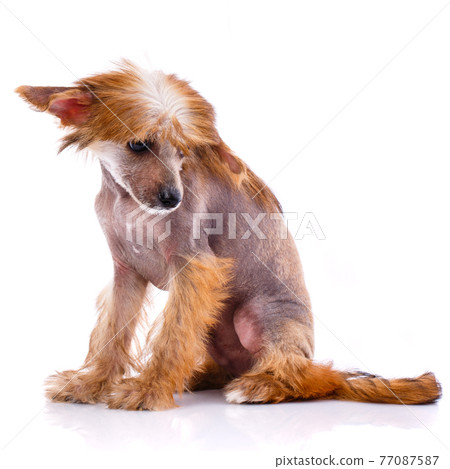 Chinese Crested Dog sitting on white background. 77087587