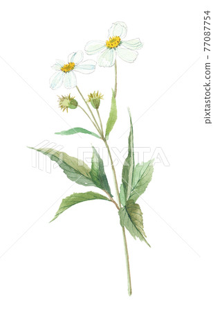 Bidden Spirosa Tachiawayuki Sendangusa Sashikusa 77087754