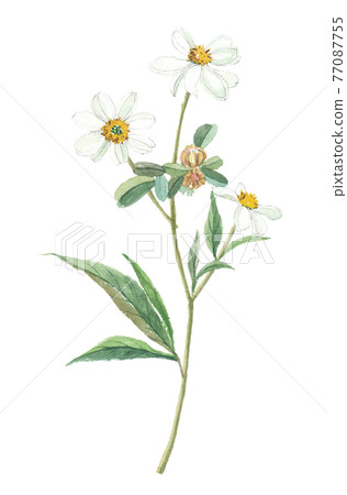 Bidden Spirosa Tachiawayuki Sendangusa Sashikusa 77087755