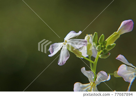 Daikon花 77087894