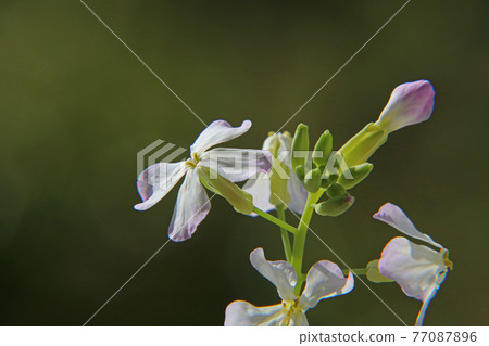 Daikon花 77087896