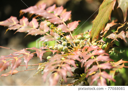 Mahonia japonica fruit 77088081