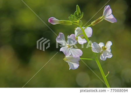 Daikon flower Daikon flower 77088094