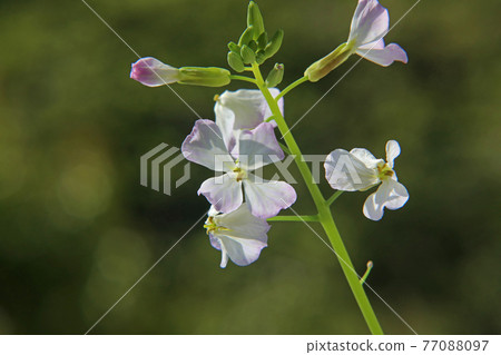 Daikon flower Daikon flower 77088097