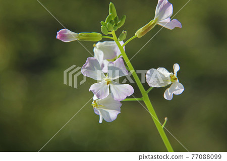 Daikon flower 77088099