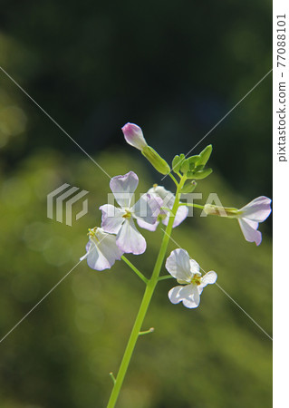 Daikon flower 77088101