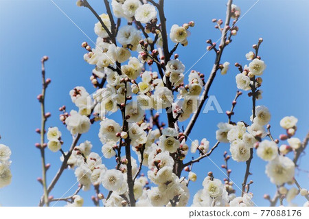 ♯Early spring tree flowers: plum blossoms: double-flowered: white plum blossoms: plum grove: Yamadaike Park ♯Early spring tree flowers: plum blossoms: double-flowered: white plum blossoms: plum grove: Yamadaike Park 77088176