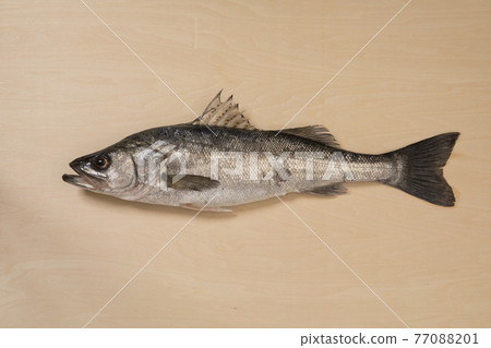 Suzuki Suzuki 77088201