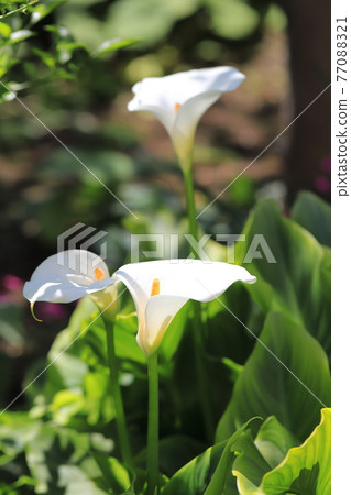Pure white color (sea potato) Pure white color (sea potato) 77088321