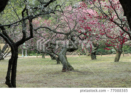 Plum blossoms and Okayama Korakuen 77088385