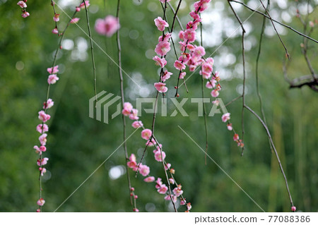 Plum blossoms and Okayama Korakuen Plum blossoms and Okayama Korakuen 77088386