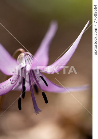 鈴鹿山鈴木山山脊上盛開的紅花特寫 77088664