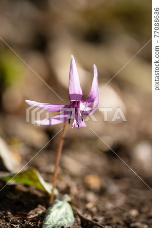 鈴鹿山鈴木山山脊上盛開的紅花特寫 77088686