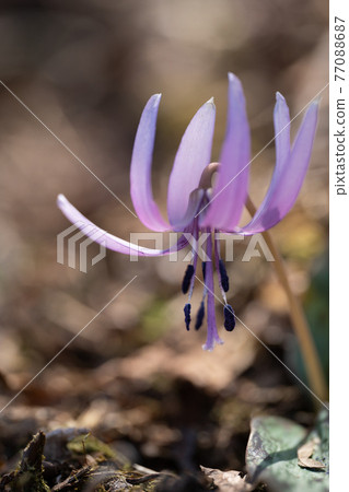 鈴鹿山鈴木山山脊上盛開的紅花特寫 77088687