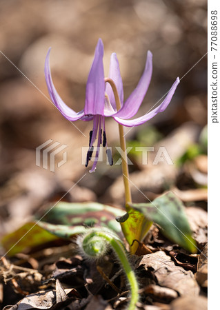 Close-up of erythronium flowers blooming on the ridge of Mt. Suzukita in the Suzuka Mountains Close-up of erythronium flowers blooming on the ridge of Mt. Suzukita in the Suzuka Mountains 77088698