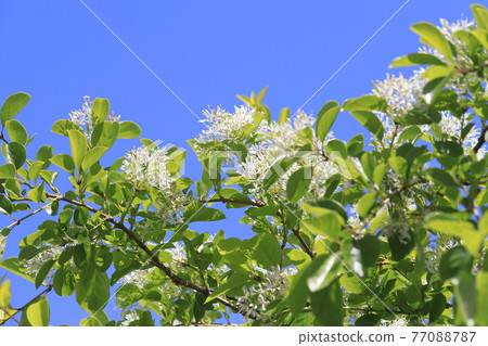 Nanjamonja no Hana (Chionanthus retusus) 77088787