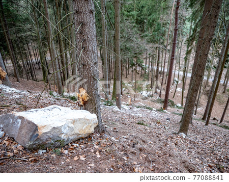 Collapsed rocky boulders fall down from sandstone rocks and landslide blocked forest path 77088841