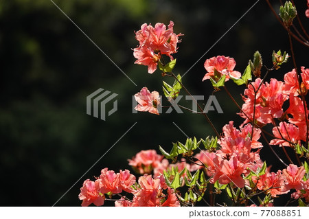 Orange azalea flowers Orange azalea flowers 77088851