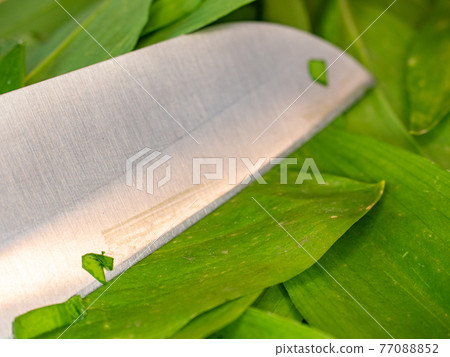 Board with wild garlic or ramson and knife on white wooden table, closeup Board with wild garlic or ramson and knife on white wooden table, closeup 77088852