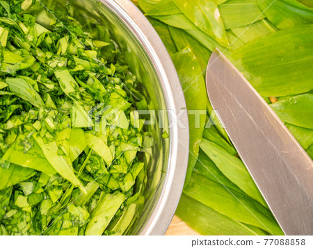 Chopping of the first young leaves of Allium ursinum, known as wild garlic or wild cow leek 77088858