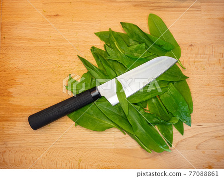 Knife blade cut fresly harvested ramsons, known as wild garlic leaves. Homemade fresh and healthy food Knife blade cut fresly harvested ramsons, known as wild garlic leaves. Homemade fresh and healthy food 77088861