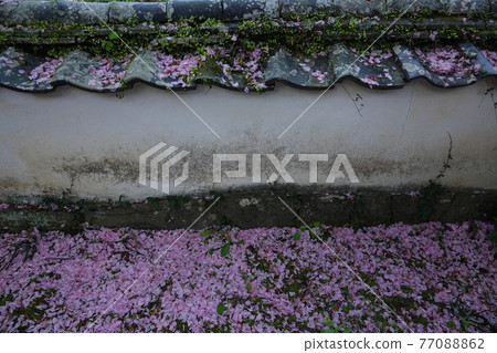 櫻花花瓣和抹灰牆 櫻花花瓣和抹灰牆 77088862