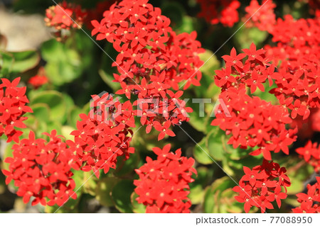 Vivid Kalanchoe Vivid Kalanchoe 77088950