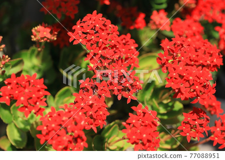 Vivid Kalanchoe Vivid Kalanchoe 77088951