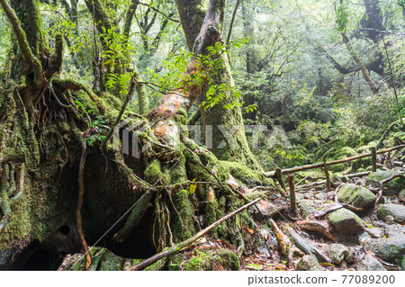 Yakushima Shiratani Unsuikyo Moss Forest Yakushima Shiratani Unsuikyo Moss Forest 77089200