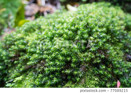 Yakushima Shiratani Unsuikyo Moss Forest Yakushima Shiratani Unsuikyo Moss Forest 77089215