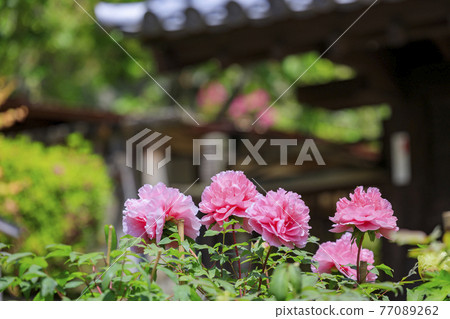 Hase-dera peony in full bloom in the precincts of fresh green Hase-dera peony in full bloom in the precincts of fresh green 77089262