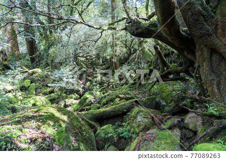 Yakushima Shiratani Unsuikyo Moss Forest Yakushima Shiratani Unsuikyo Moss Forest 77089263