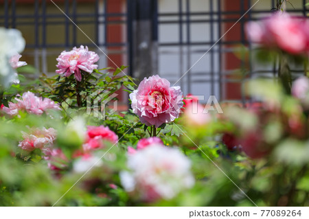 Hase-dera peony in full bloom in the precincts of fresh green Hase-dera peony in full bloom in the precincts of fresh green 77089264