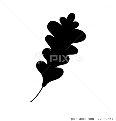 .Silhouette of an oak leaf .Silhouette of an oak leaf 77089265
